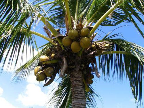 pas gdzie rosną banany i kokosy