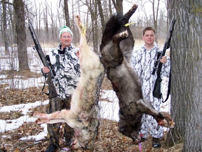 polowanie na wilki
