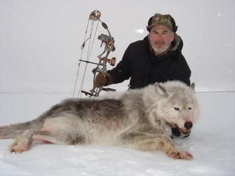caça ao lobo