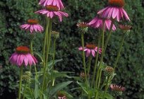 Las flores de echinacea purpurea - la belleza y la salud en el parterre