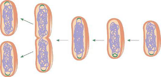 mitoz hücre