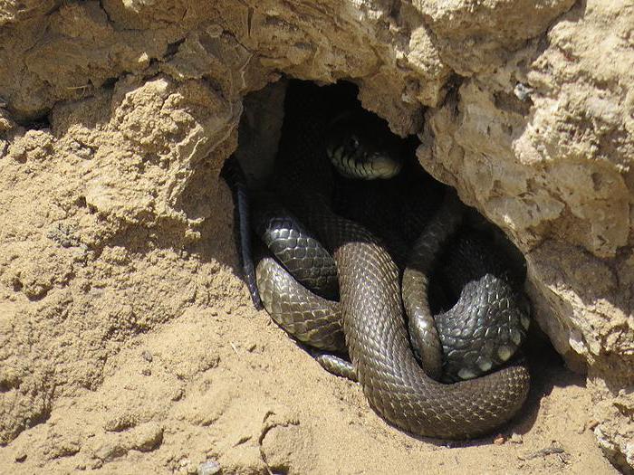 where snakes hibernate