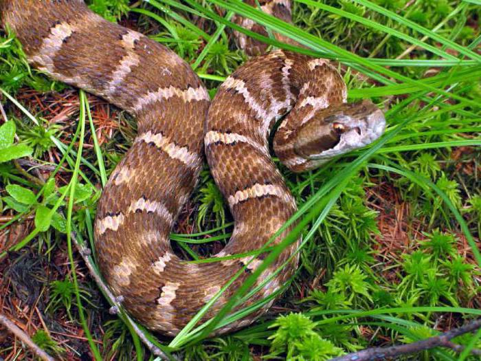where snakes overwinter in Central Russia