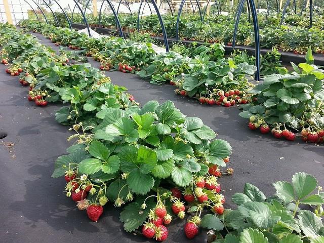 außerwurzelnachdüngung Erdbeeren