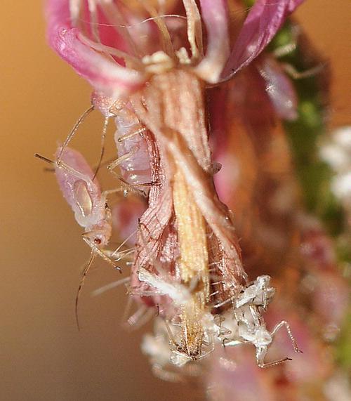 How to deal with aphids on roses