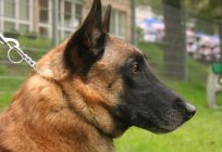 Malinois (pastor belga): descripción y caracterización de la raza, precio de los cachorros, fotos y comentarios