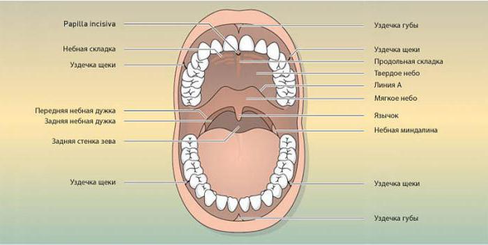 la parte inferior de la cavidad de la boca de anatomía