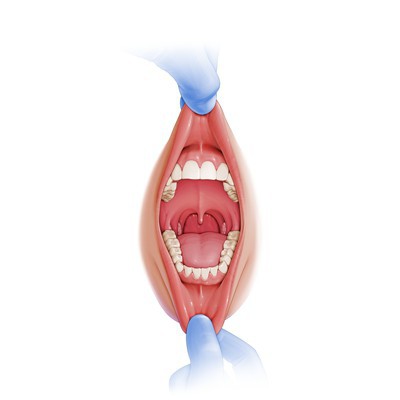 علم التشريح وعلم وظائف الأعضاء من تجويف الفم