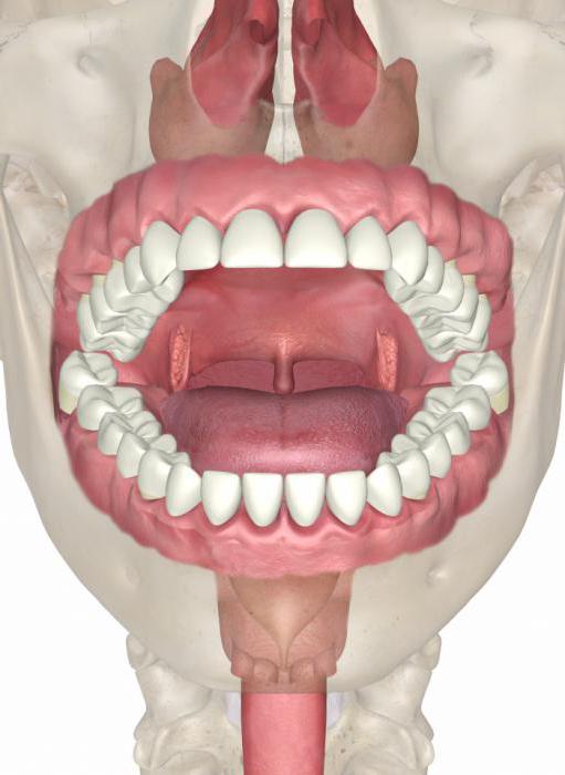 die Anatomie der Mundhöhle und der Zähne