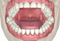 階の口(解剖学). 口腔構造、生理学