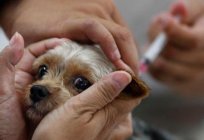 Сказ у собаки: як визначити, симптоми, причини та особливості лікування