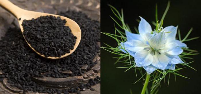 Properties of caraway seeds for medicinal purposes