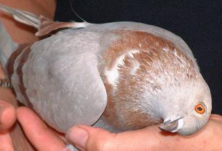la enfermedad de newcastle el de las palomas