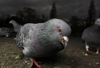 La enfermedad de newcastle el de las palomas: síntomas, prevención, tratamiento