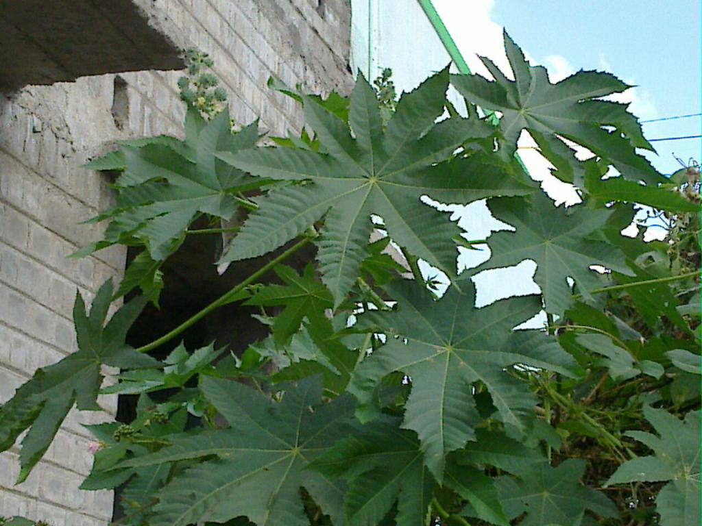 planta клещевина