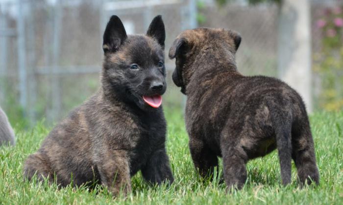 dutch shepherd puppies