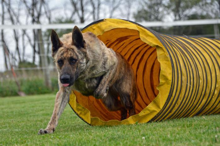 dutch shepherd