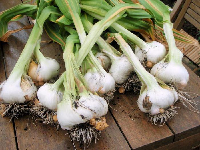 growing garlic as a business