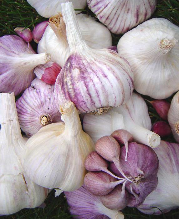 garlic cultivation and care of the outdoors