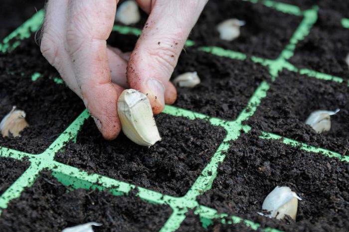 growing garlic in the industrial scale