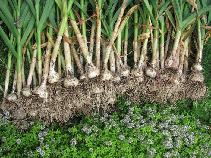 business plan for growing garlic