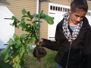 when to plant radish margelanica