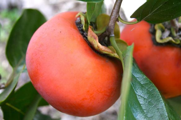 persimmon what vitamins contains