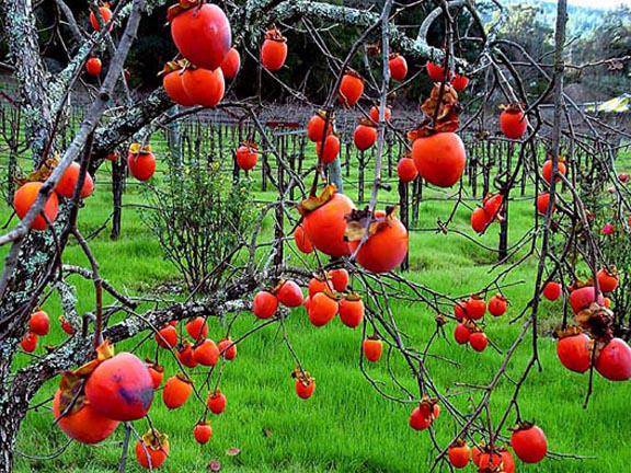 what are vitamins contained in the persimmon