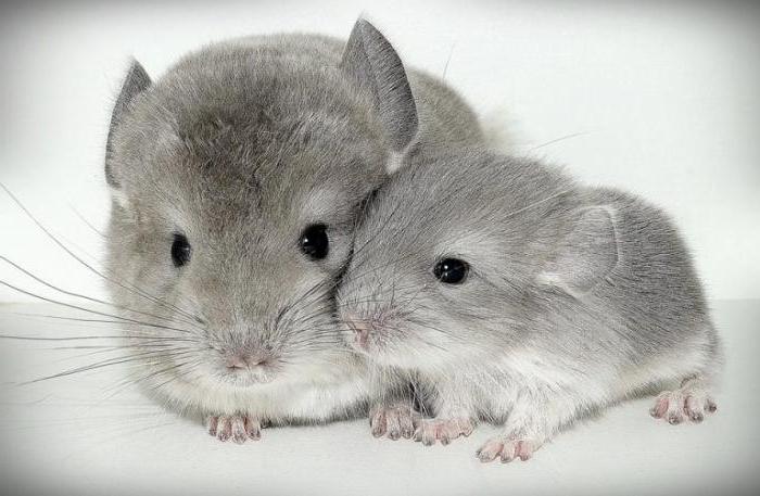 names for chinchillas