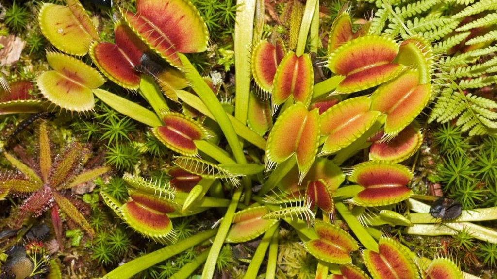 seeds of carnivorous plants