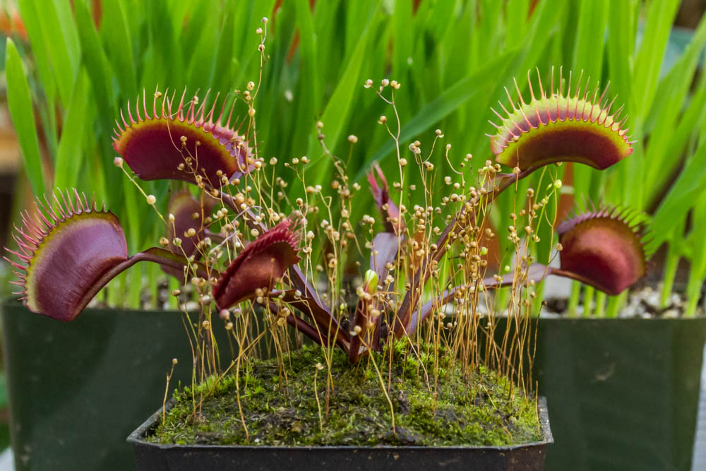 carnivorous plants in the home