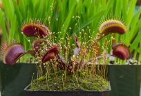 Carnivorous plants: photos and names