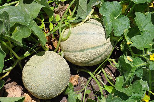 melon is a fruit, vegetable or berry,