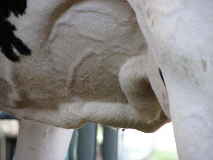  a cow has a swollen udder