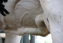 Cow's udders: description, structure, possible disease and treatment