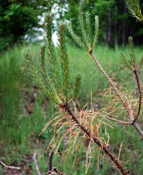 pine Sawfly control measures
