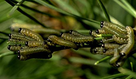 pine Sawfly