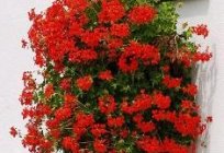 Ampelnoe geranium - great for decoration of Windows and balconies