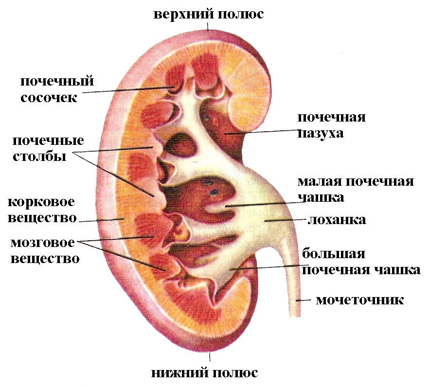 構造の腎臓
