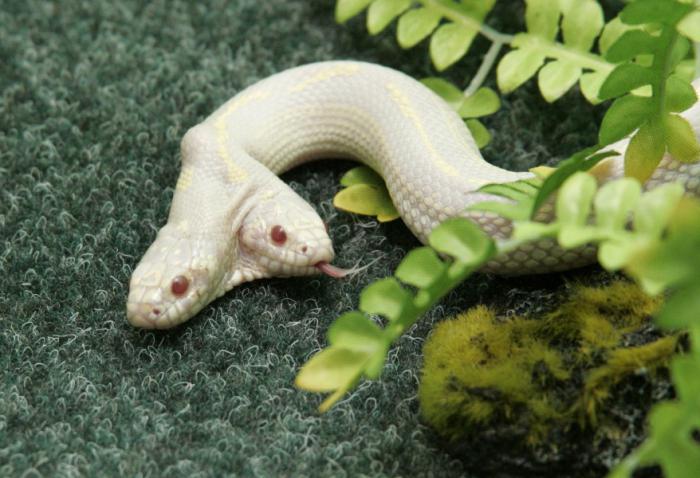 two-headed snake albino