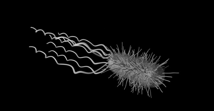 的形状细菌细胞