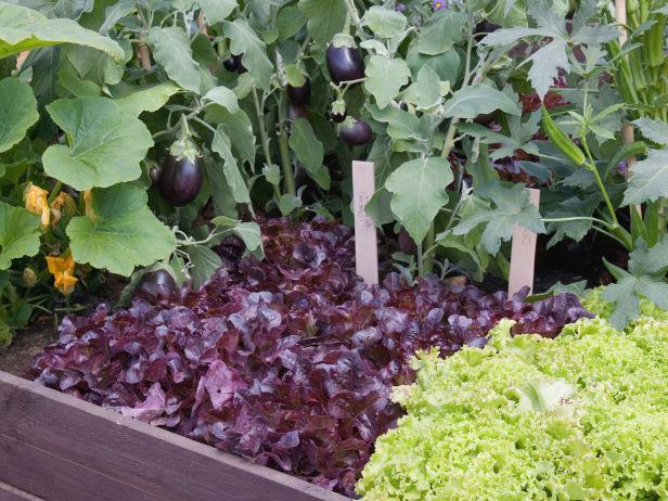 Kompatibilität Anbau von Gemüse auf dem beet