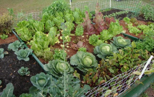 Kompatibilität Anbau von Gemüse im Gewächshaus