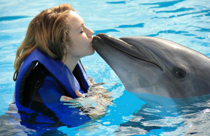 schwimmen mit Delfinen in Moskau
