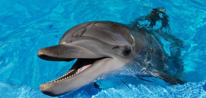 schwimmen mit Delfinen in Moskau der Wert