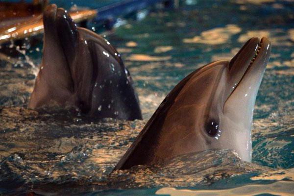 schwimmen mit Delfinen in Moskau москвариум