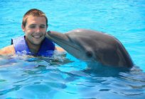 Nadar com golfinhos em Moscou, é uma excelente atividade para crianças e adultos