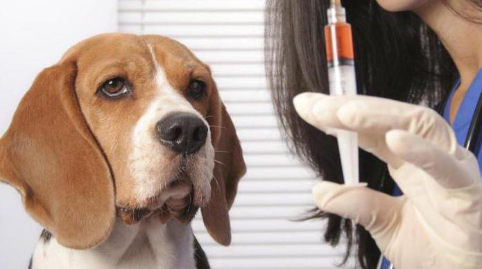 intramuscular injection dog