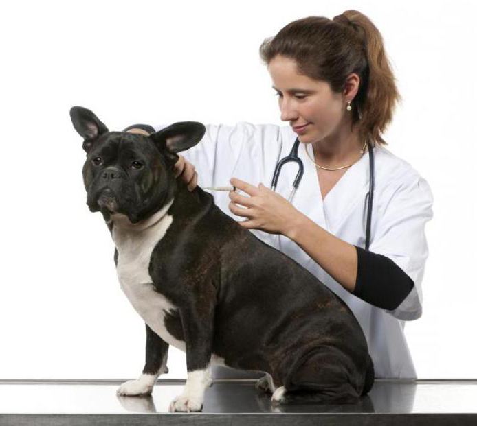 how to make a dog intramuscular injection