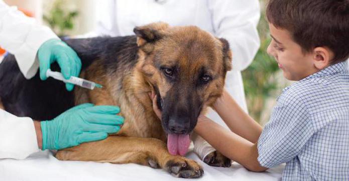 how to put an injection intramuscular dog